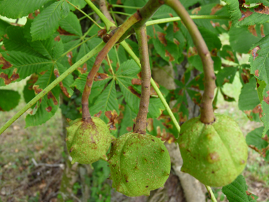 Fruits (marrons) présents dans une bogue souvent très épineuse. Agrandir dans une nouvelle fenêtre (ou onglet)